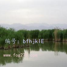 ȫ